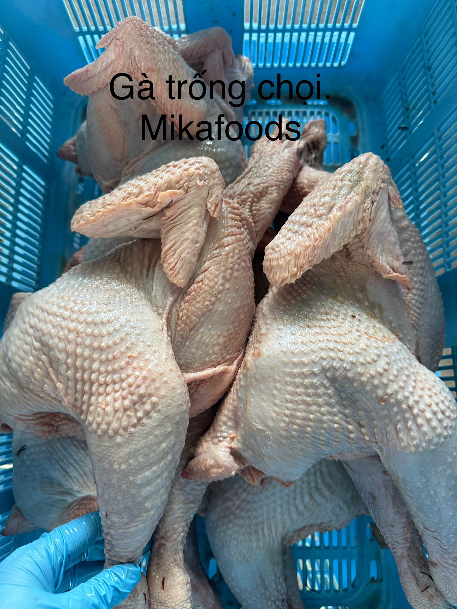 gà trống chọi (con)